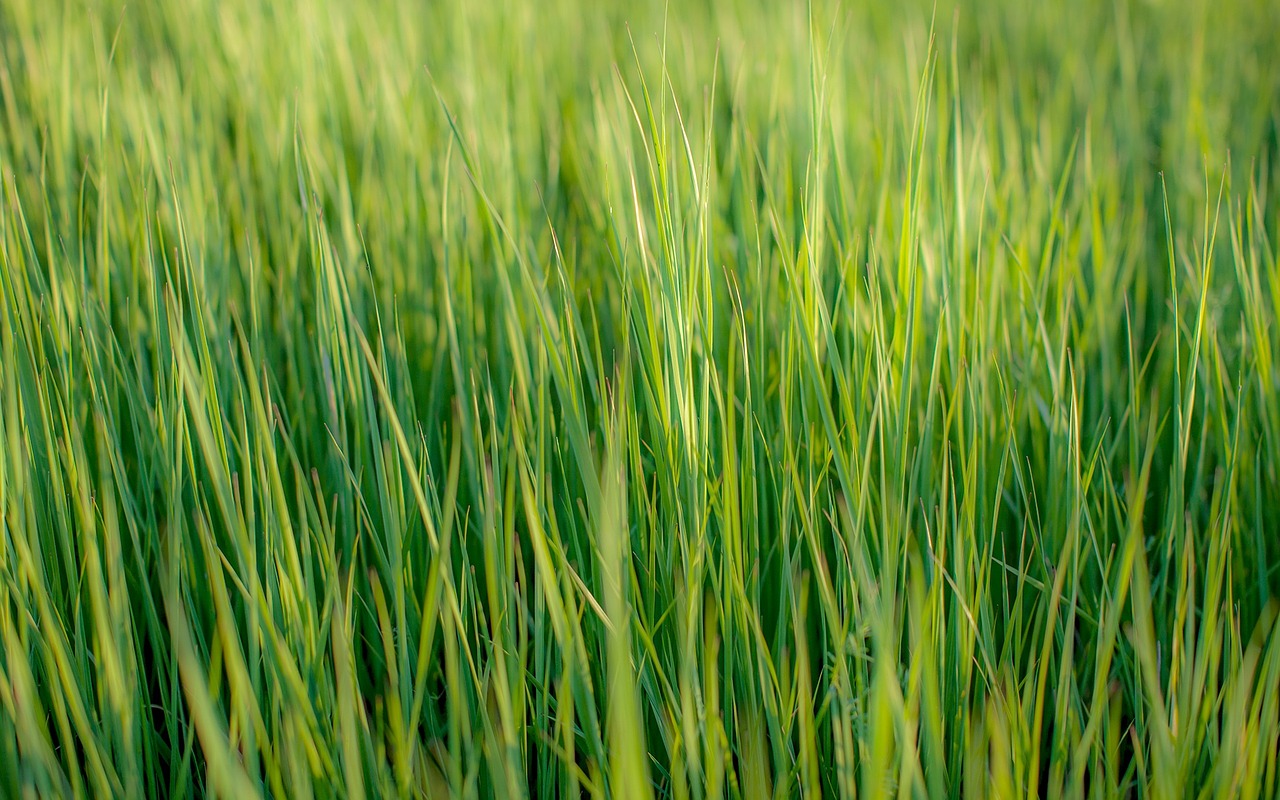 nature grass greens free photo