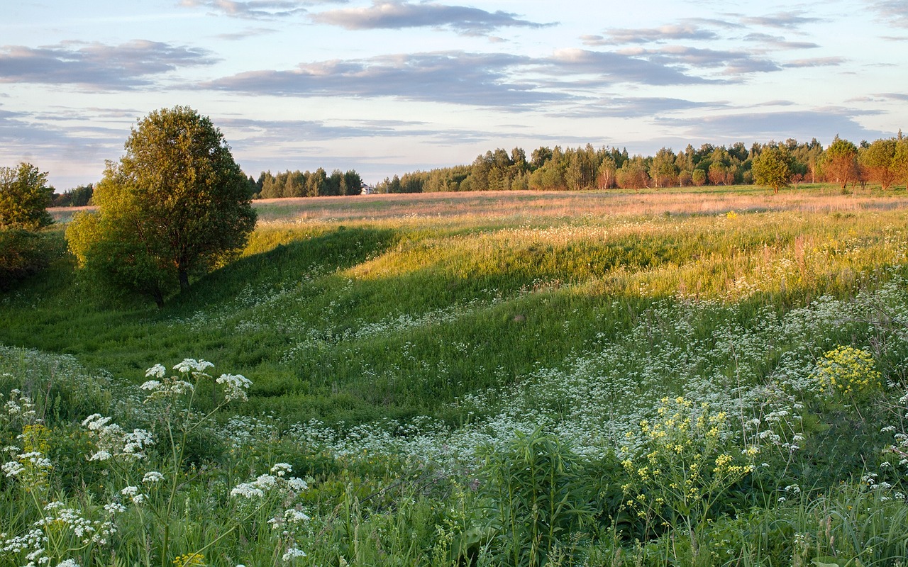 nature grass bloom free photo