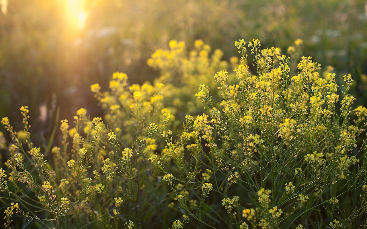 nature weed grass free photo