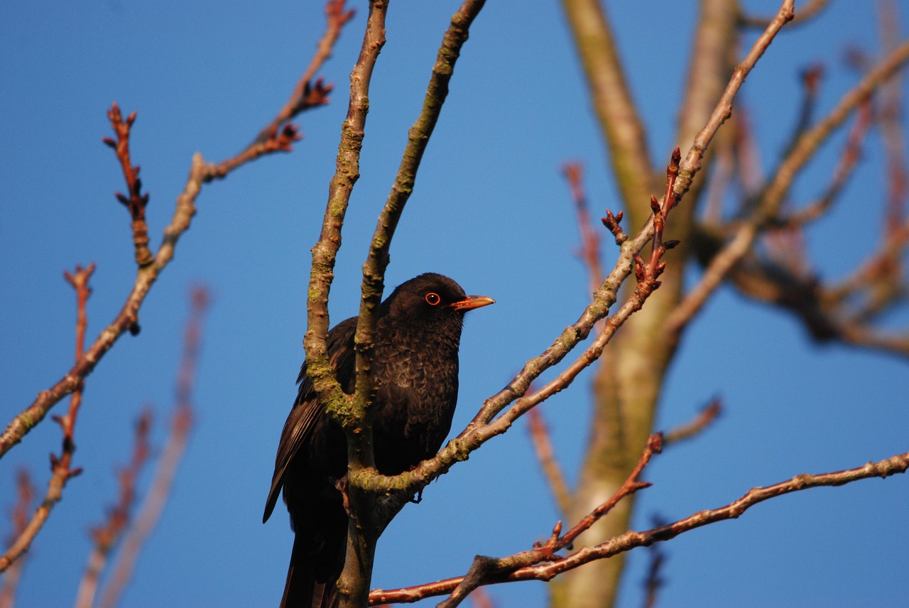 nature bird blackbird free photo