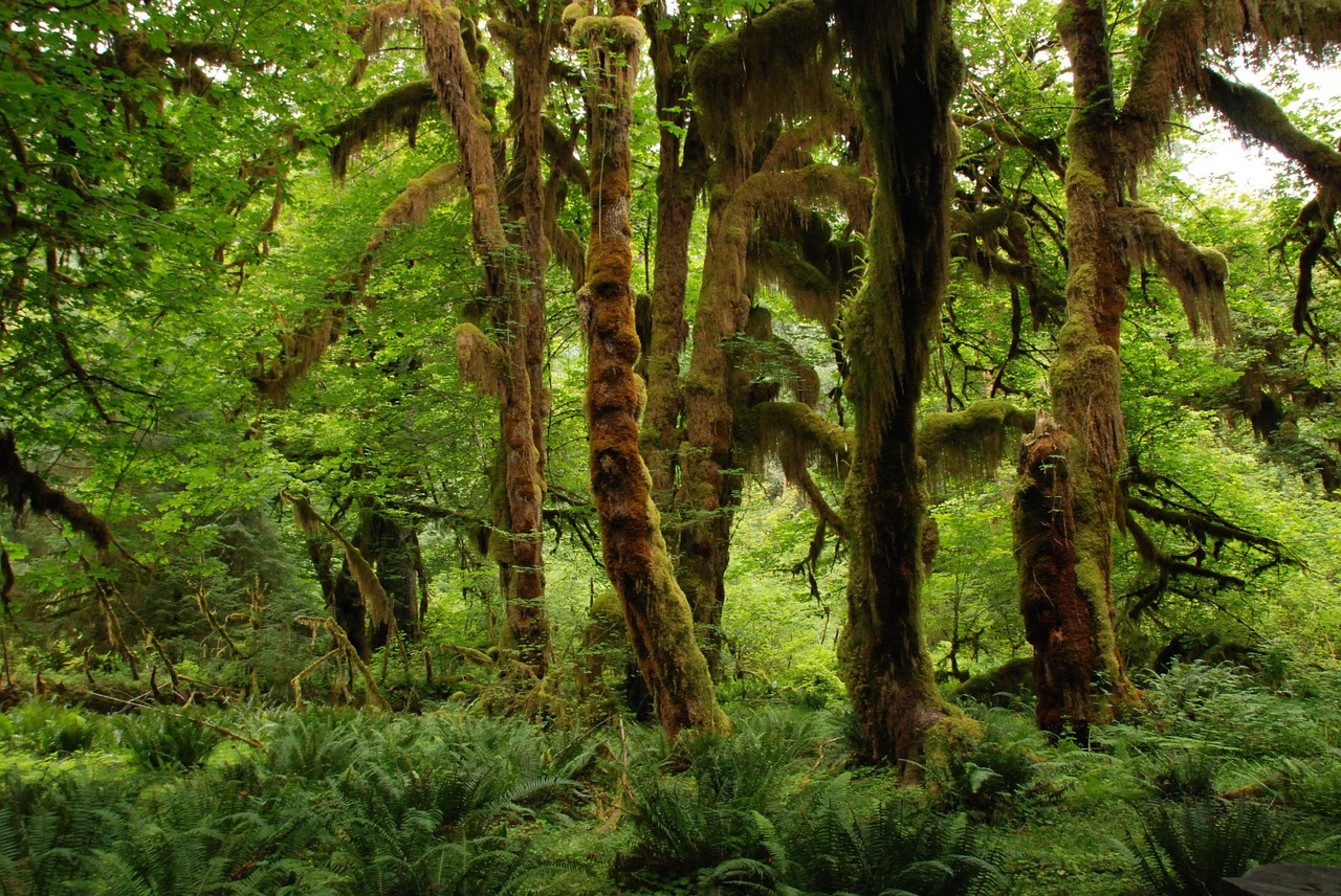 nature landscape green free photo