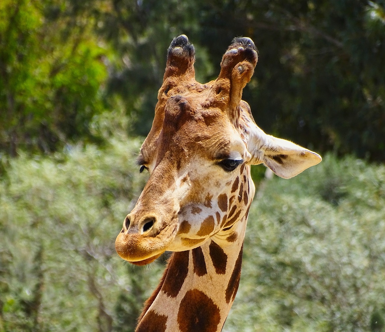 giraffe nature animal free photo