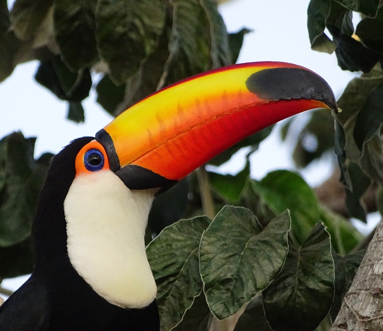 tucano bird brazil free photo
