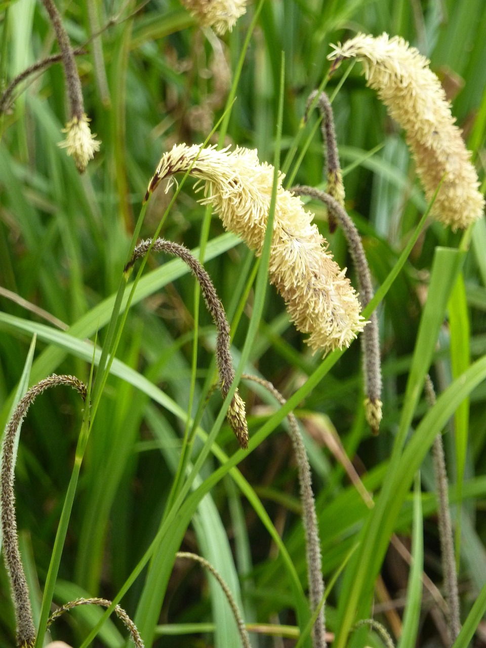 nature grass seeds free photo