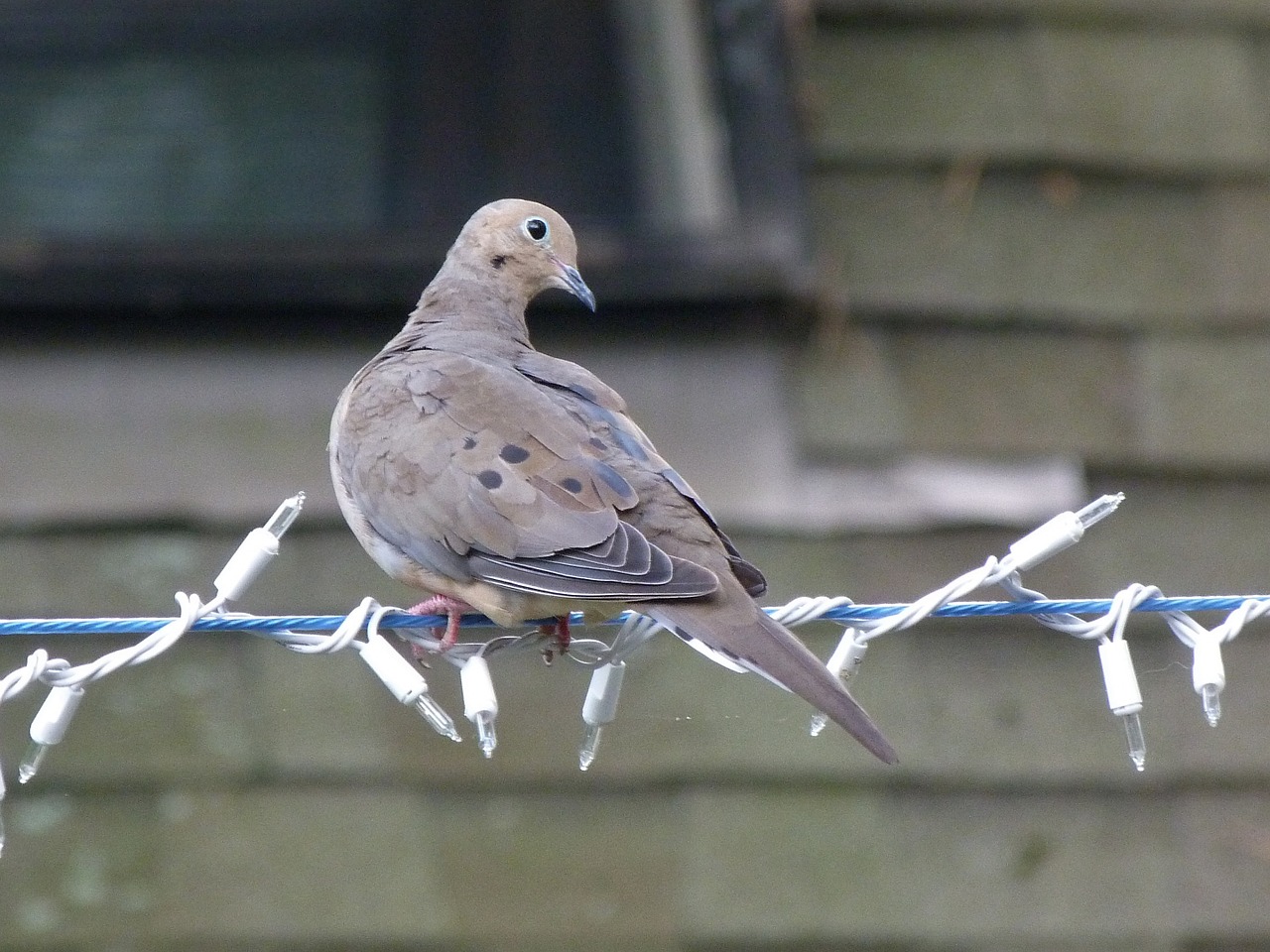 dove pigeon nature free photo