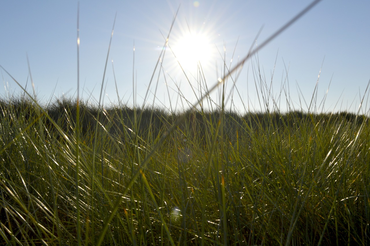 nature blue sky spring free photo