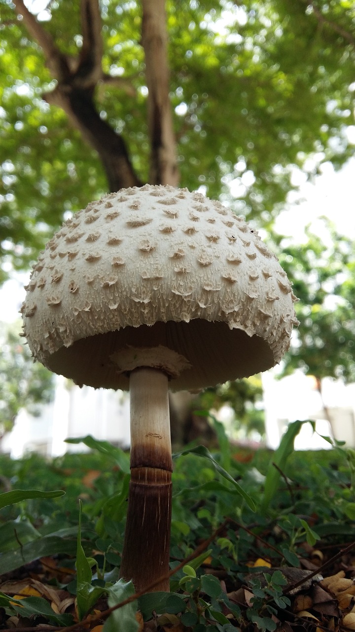 mushroom fungus nature free photo