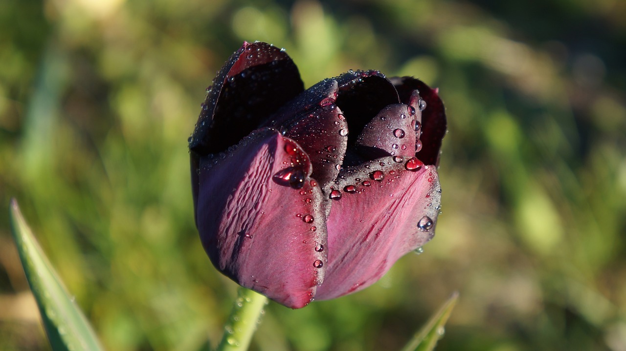 nature plant flower free photo