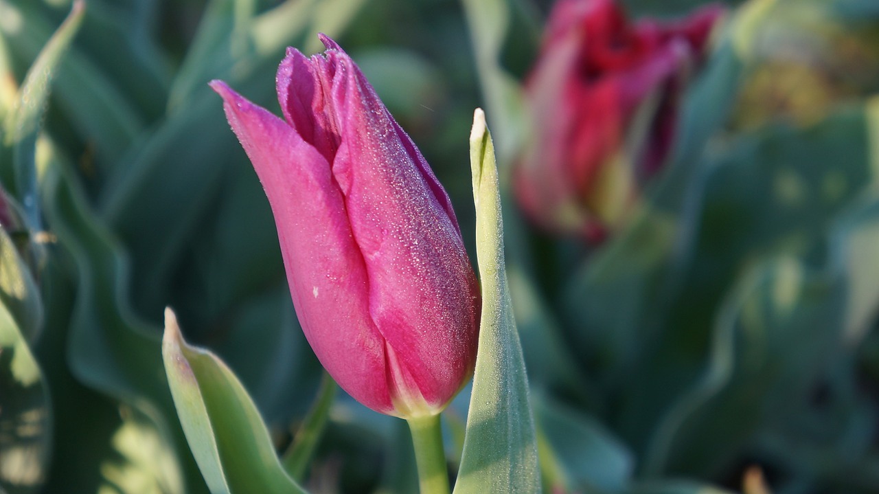 nature plant flower free photo