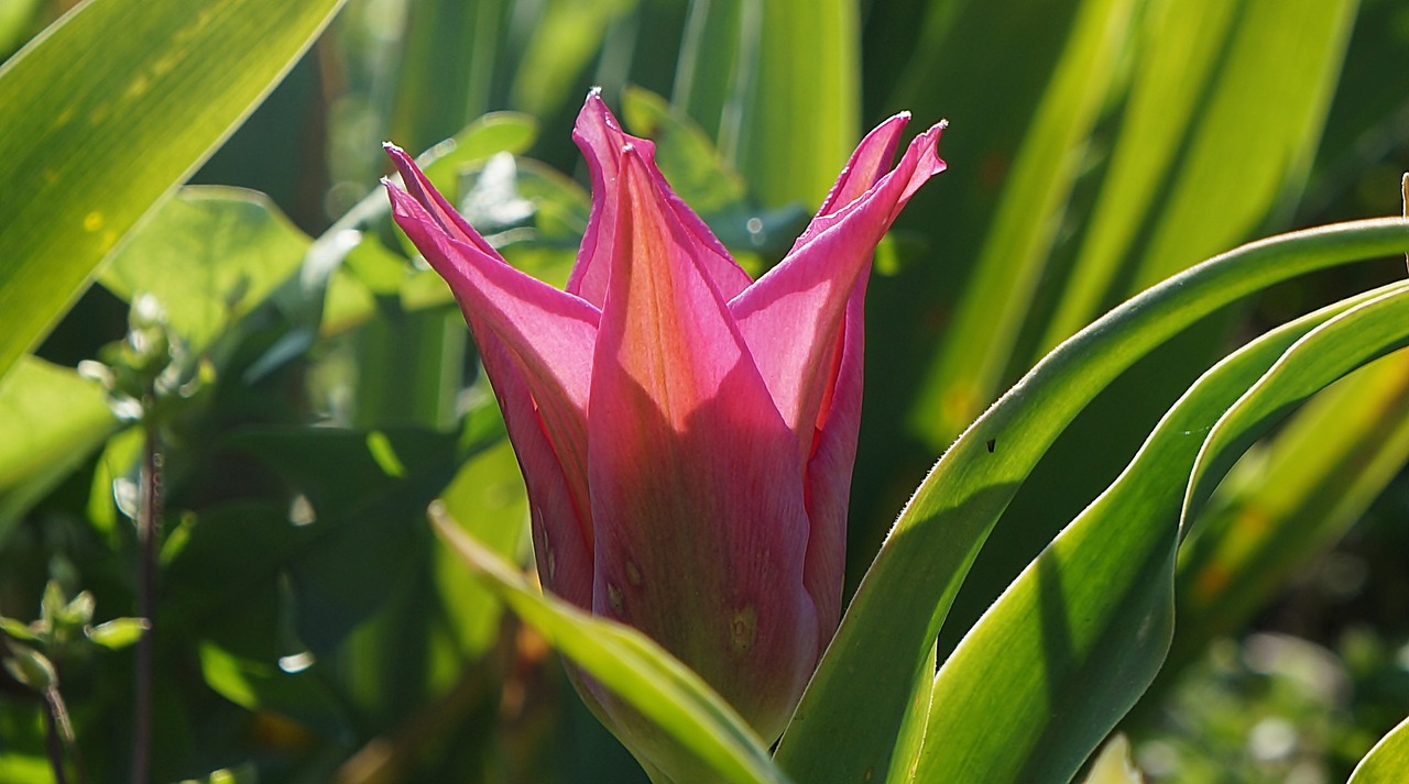 nature plants flowers free photo