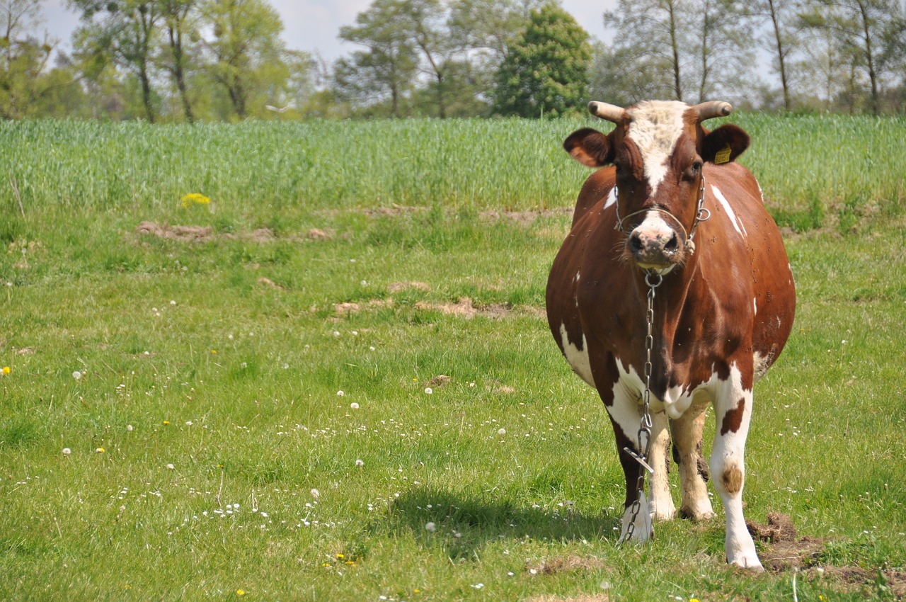 cow nature green free photo