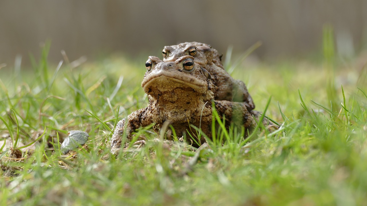 nature animals frog free photo