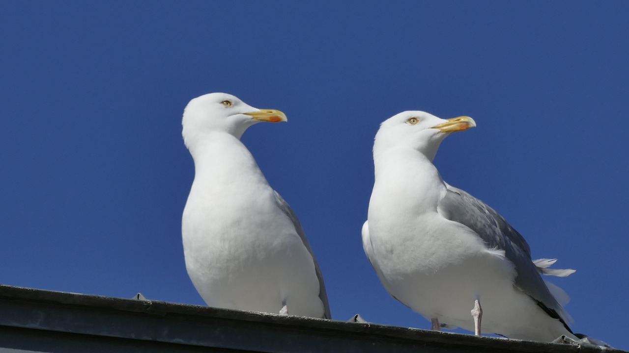 nature animals bird free photo