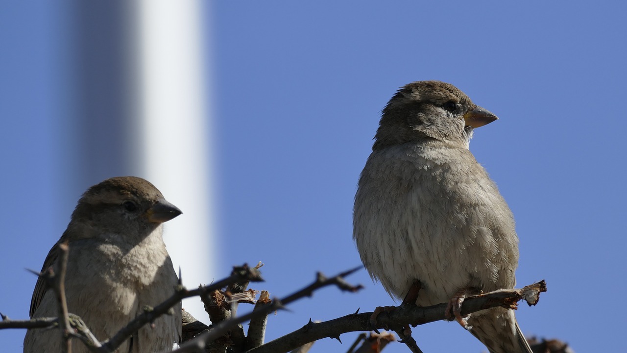 nature animals bird free photo