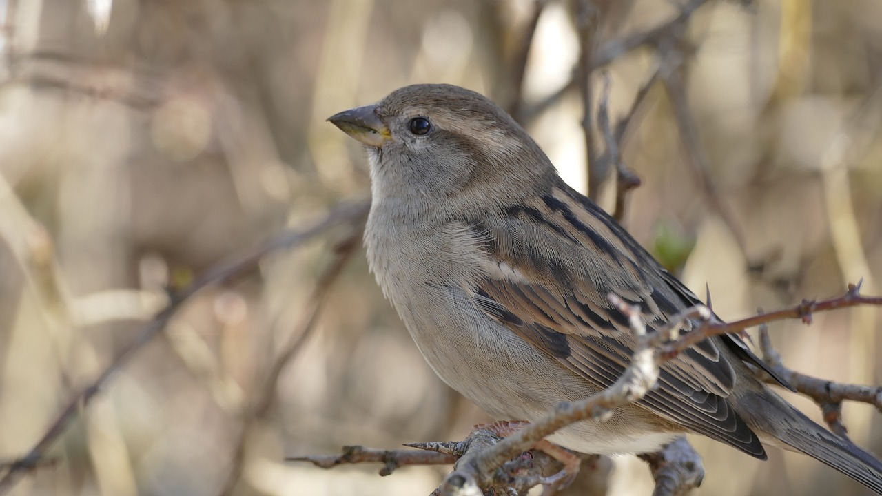 nature animals bird free photo