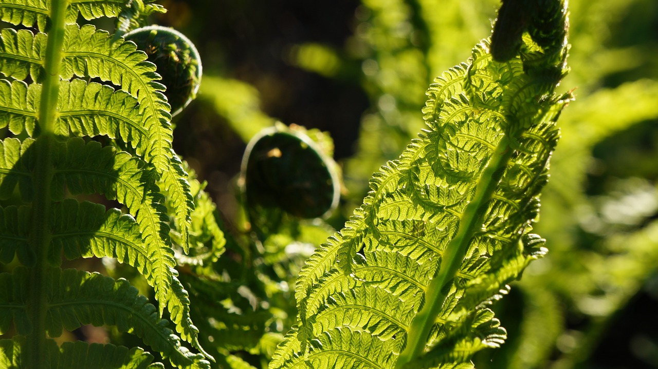 nature plant green free photo