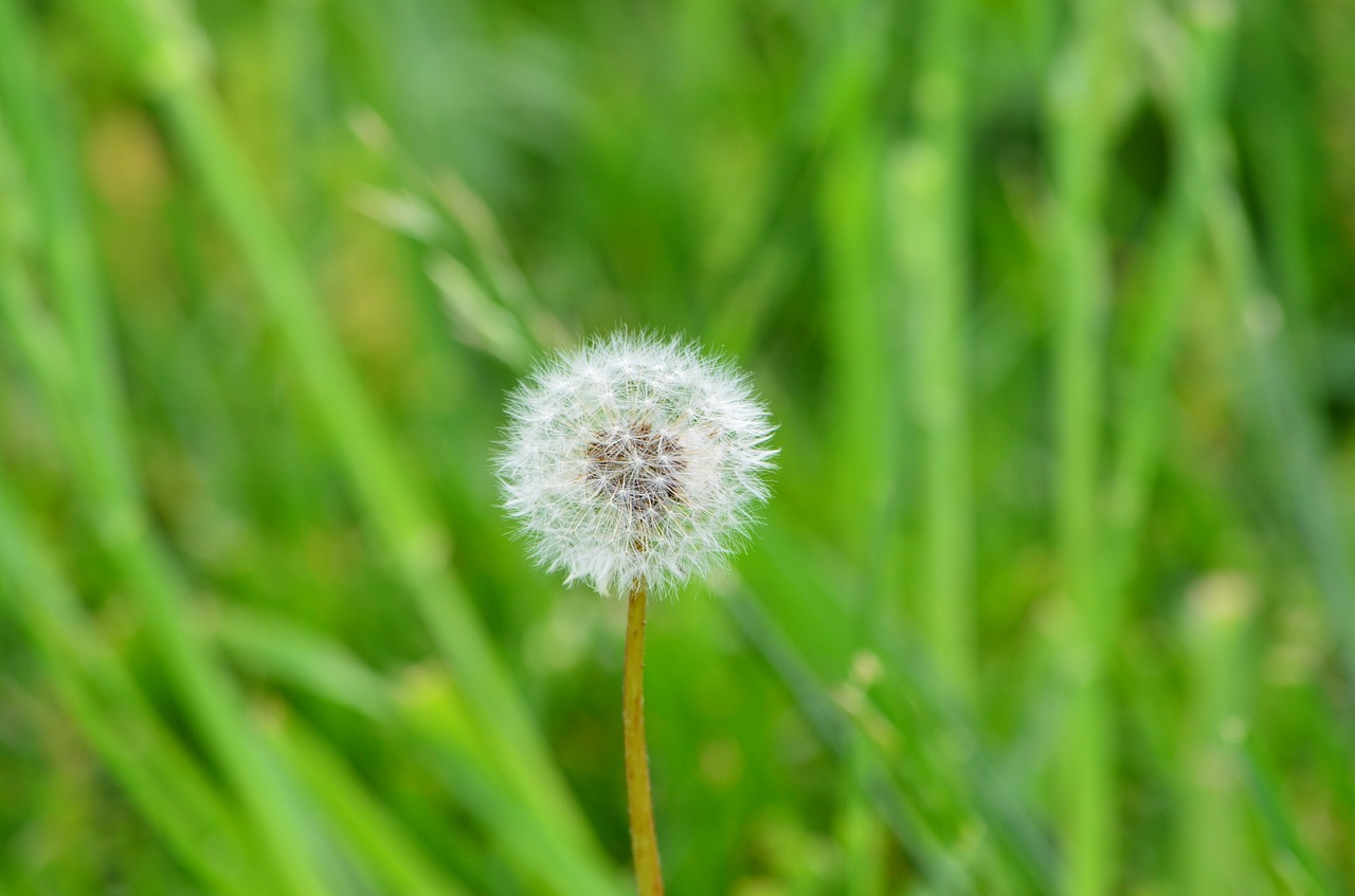 nature dandelion weed free photo