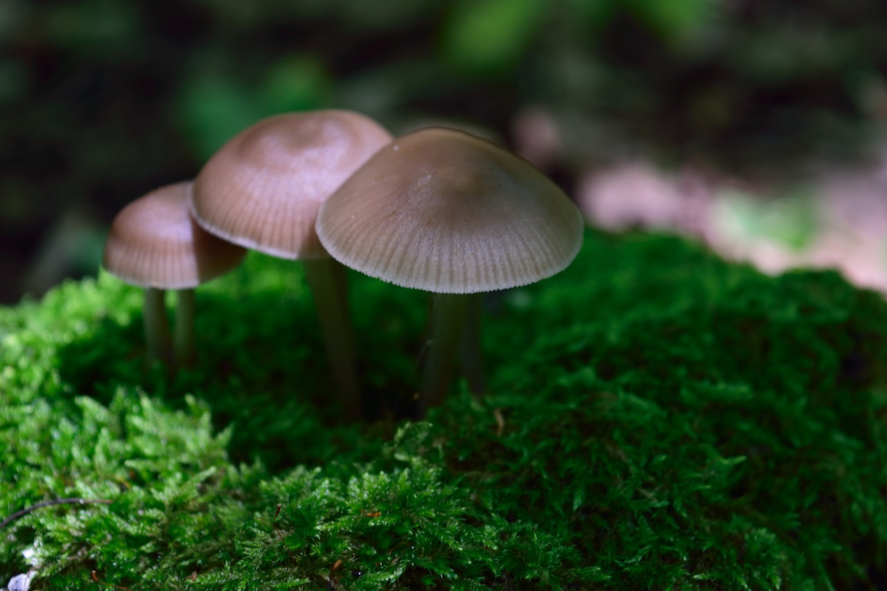 mushroom nature carpet free photo