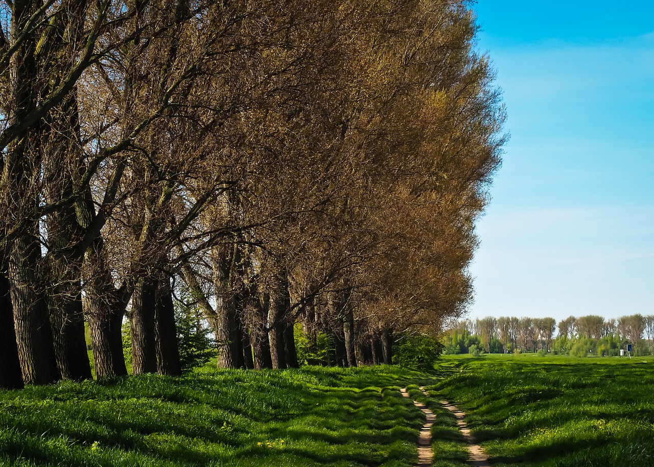 nature trees landscape free photo