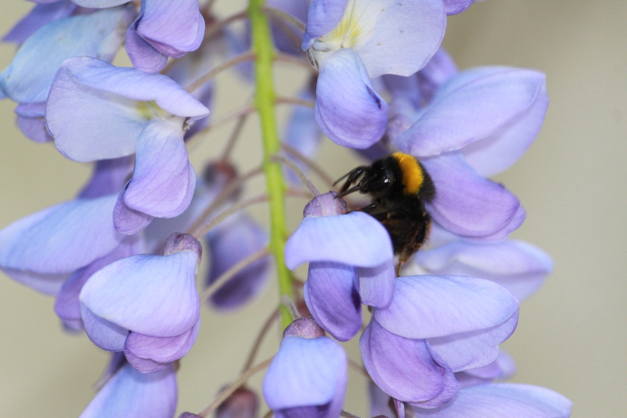 nature insect bourdon free photo