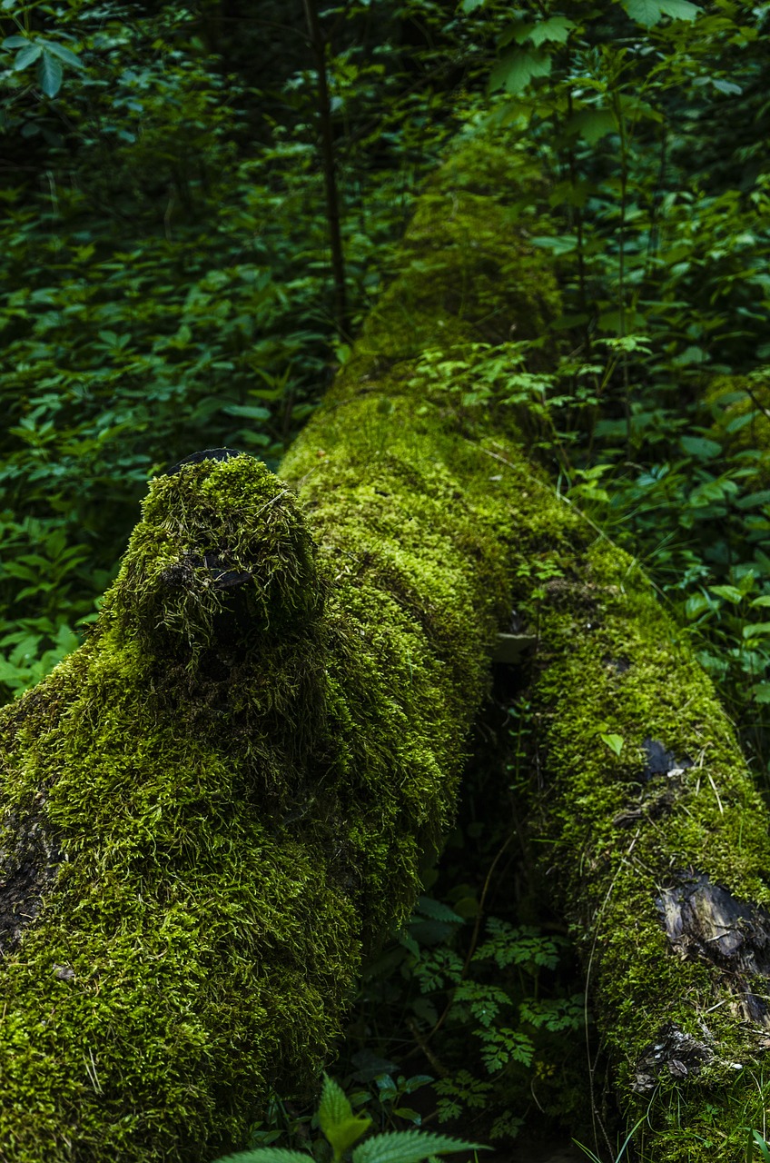 moss nature forest free photo