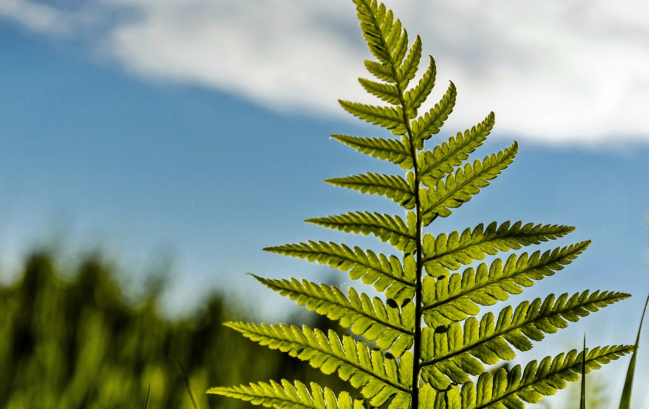 nature green fern free photo