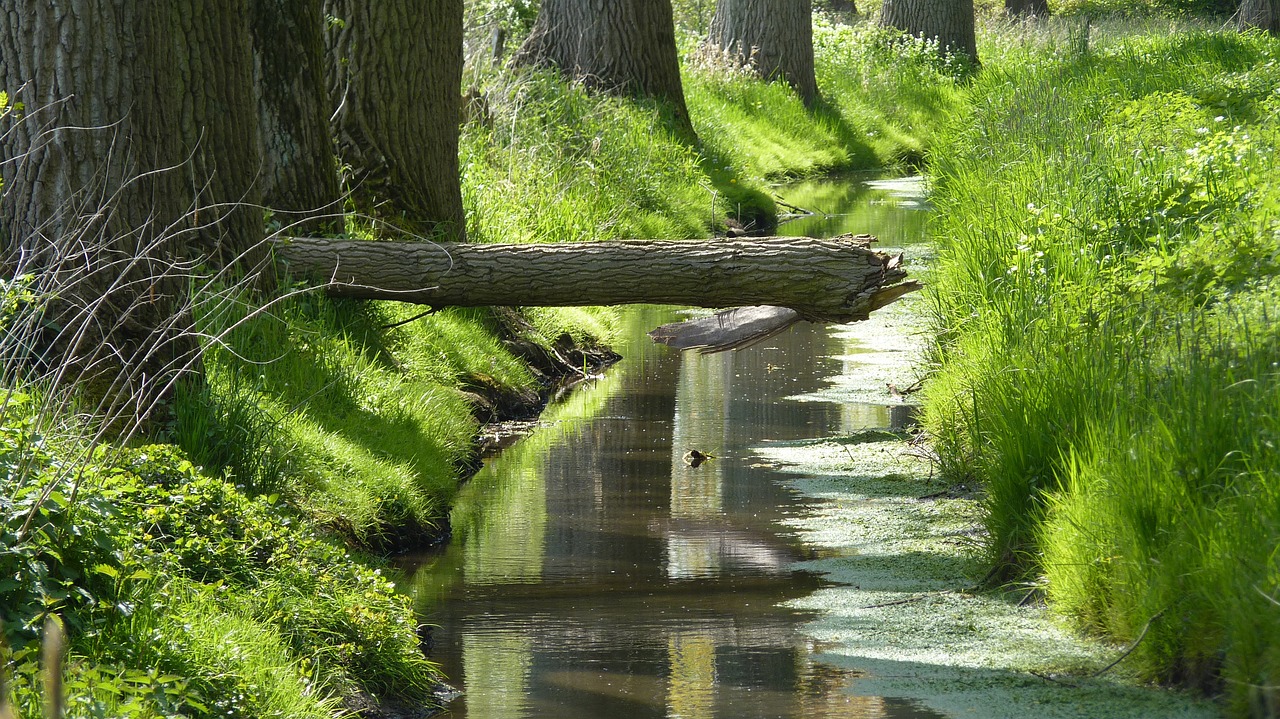 nature creek water running free photo