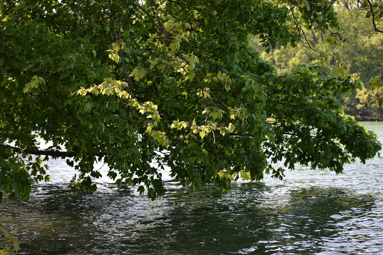 nature tree lake free photo