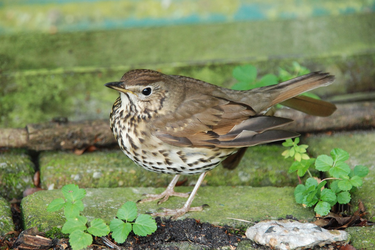 nature bird thrush free photo