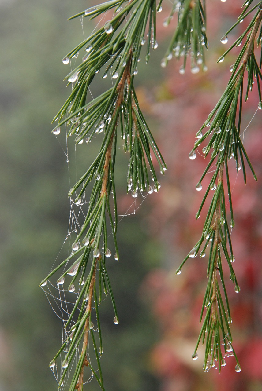 nature fog mist free photo