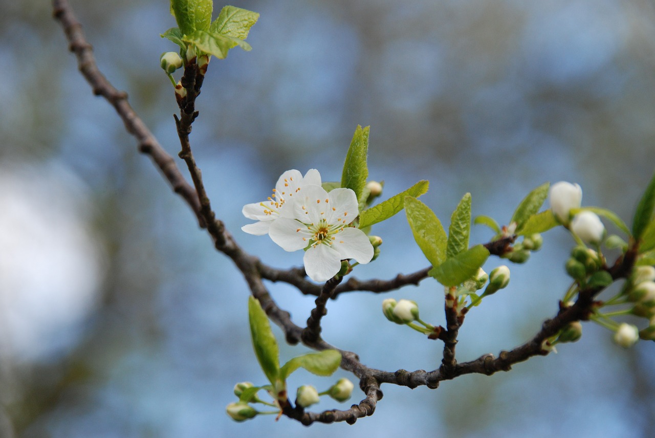 nature branch spring free photo