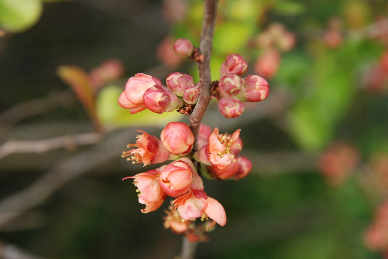 nature branch spring free photo