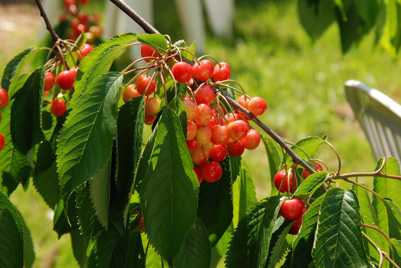 nature fruit cherry free photo