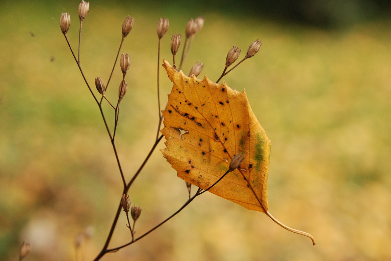 nature autumn sheet free photo