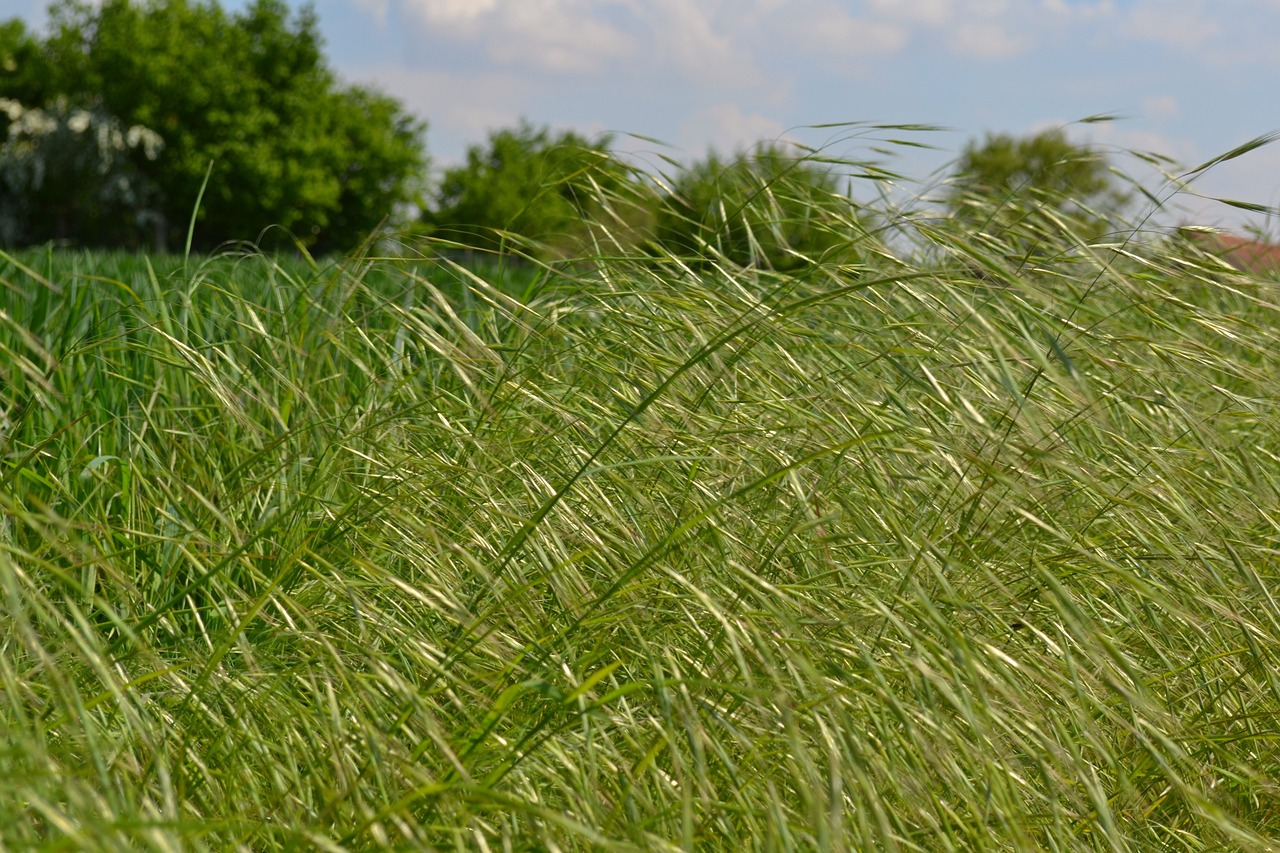 nature green grasses free photo