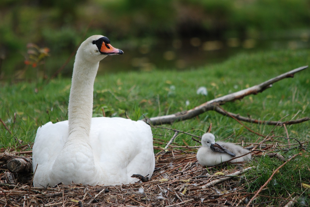 nature bird swan free photo