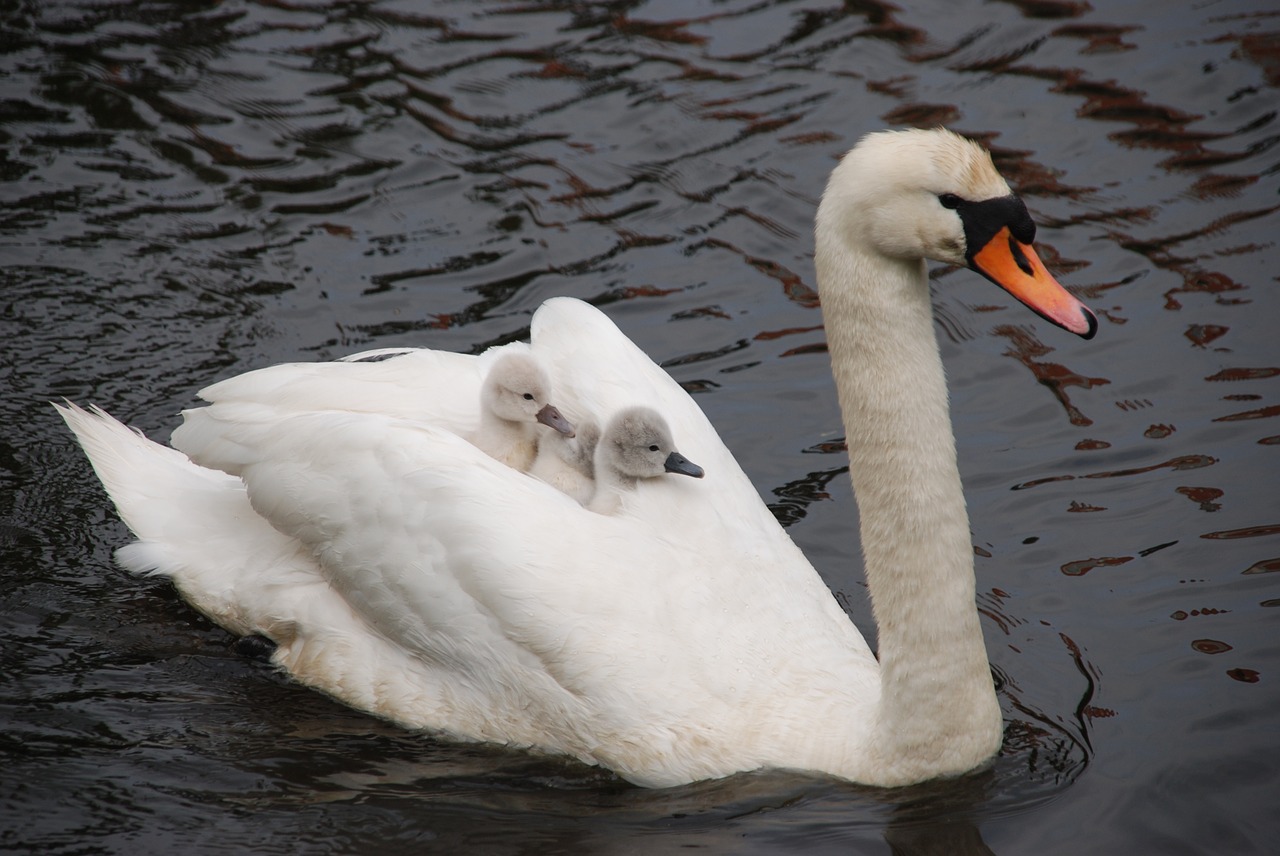 nature bird swan free photo