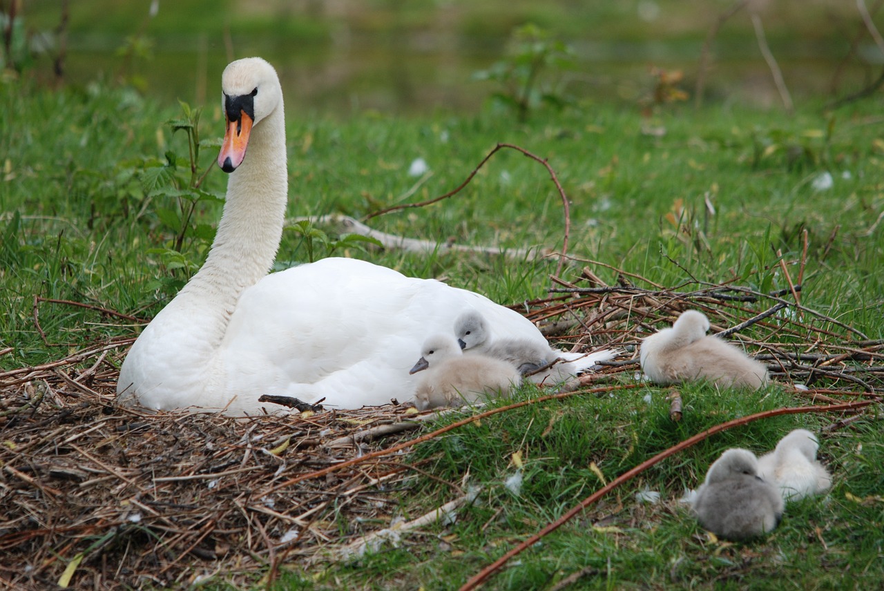 nature bird swan free photo