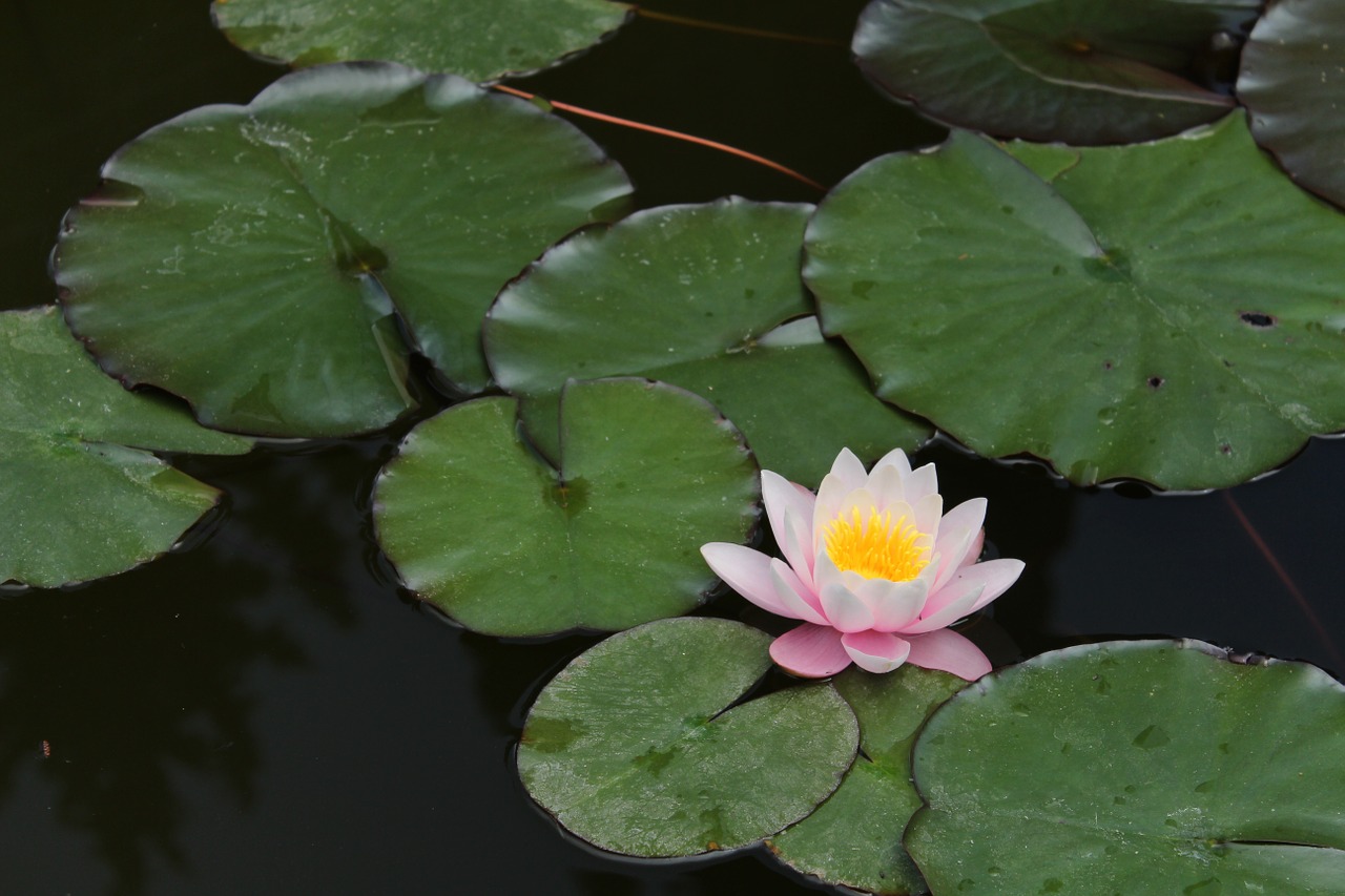 nature flower pond free photo