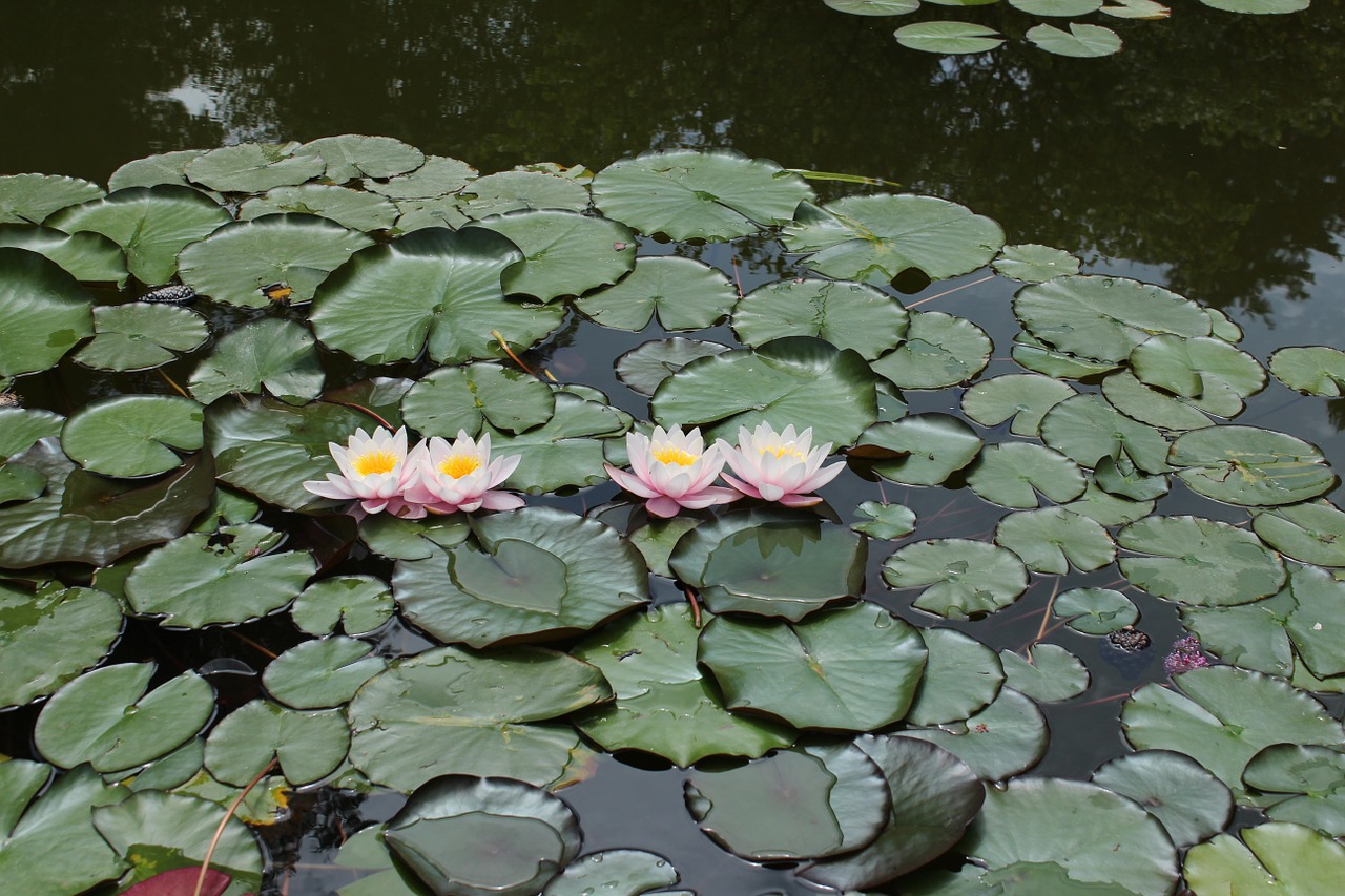 nature flower pond free photo