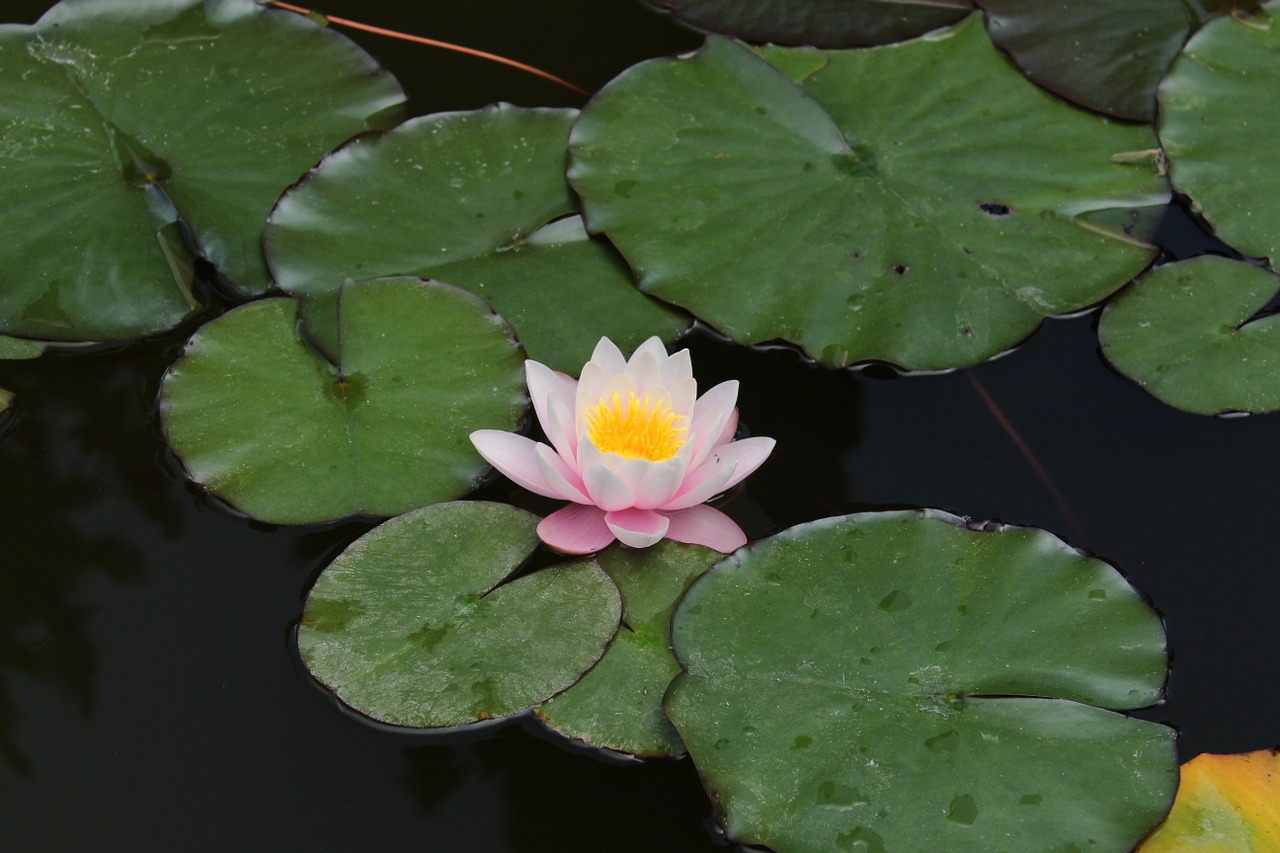 nature flower pond free photo