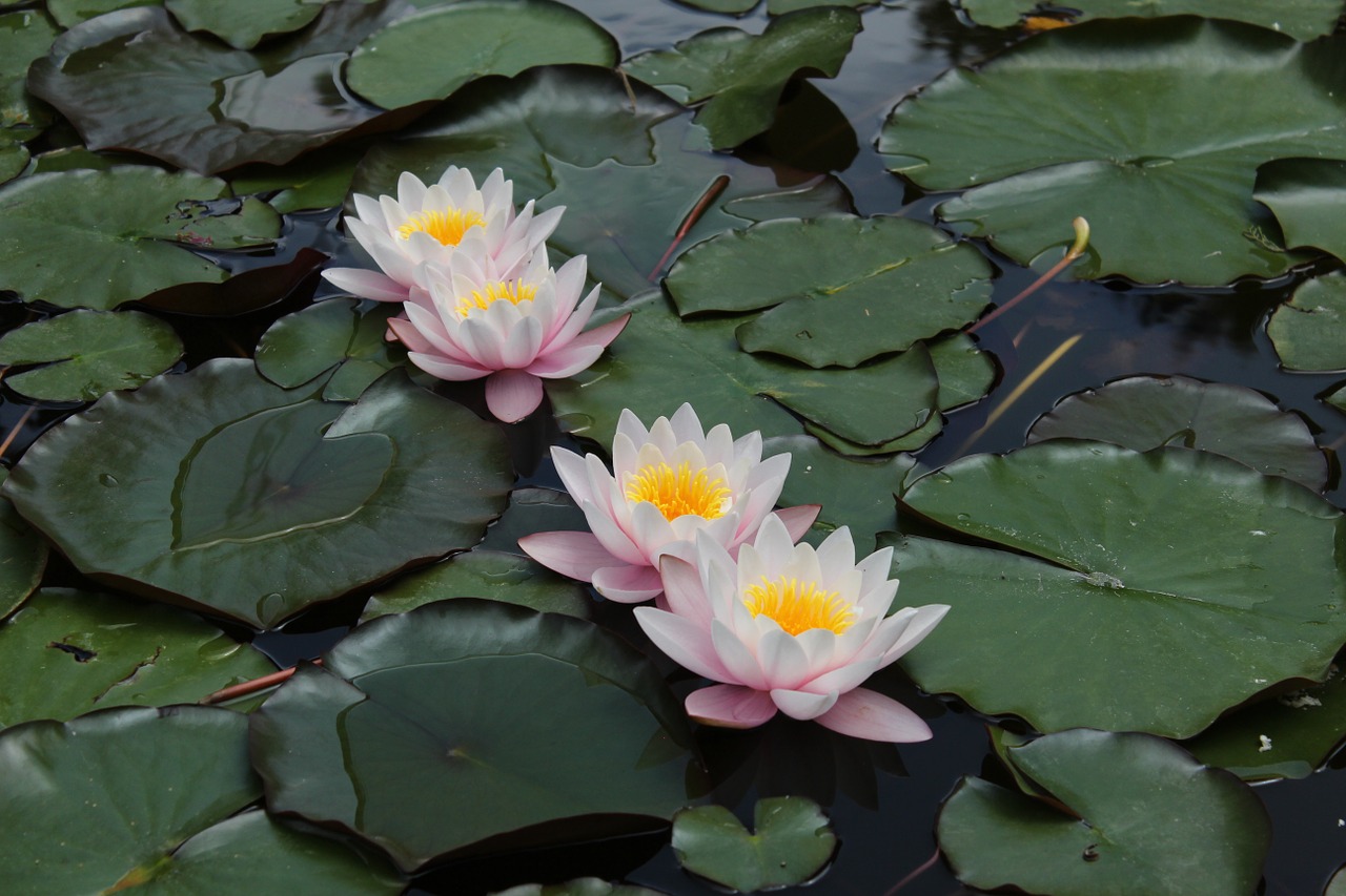 nature flower pond free photo