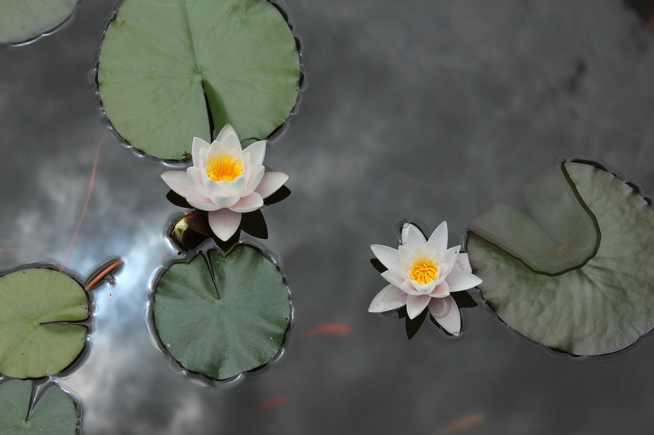 nature flower pond free photo