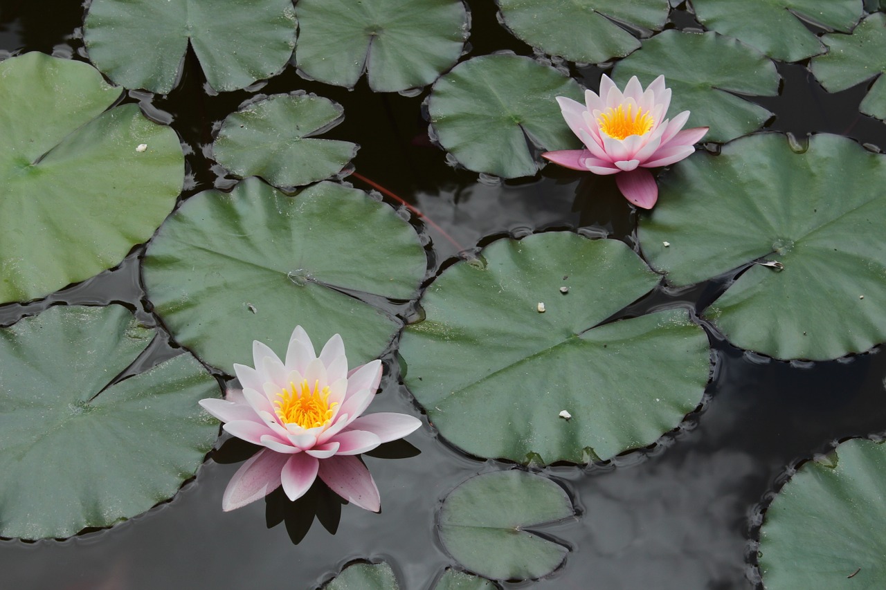 nature flower pond free photo