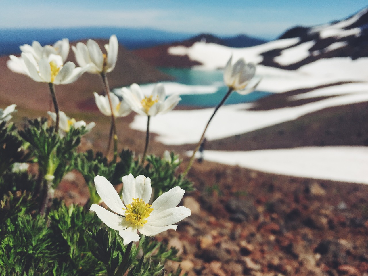 nature flower mountain free photo