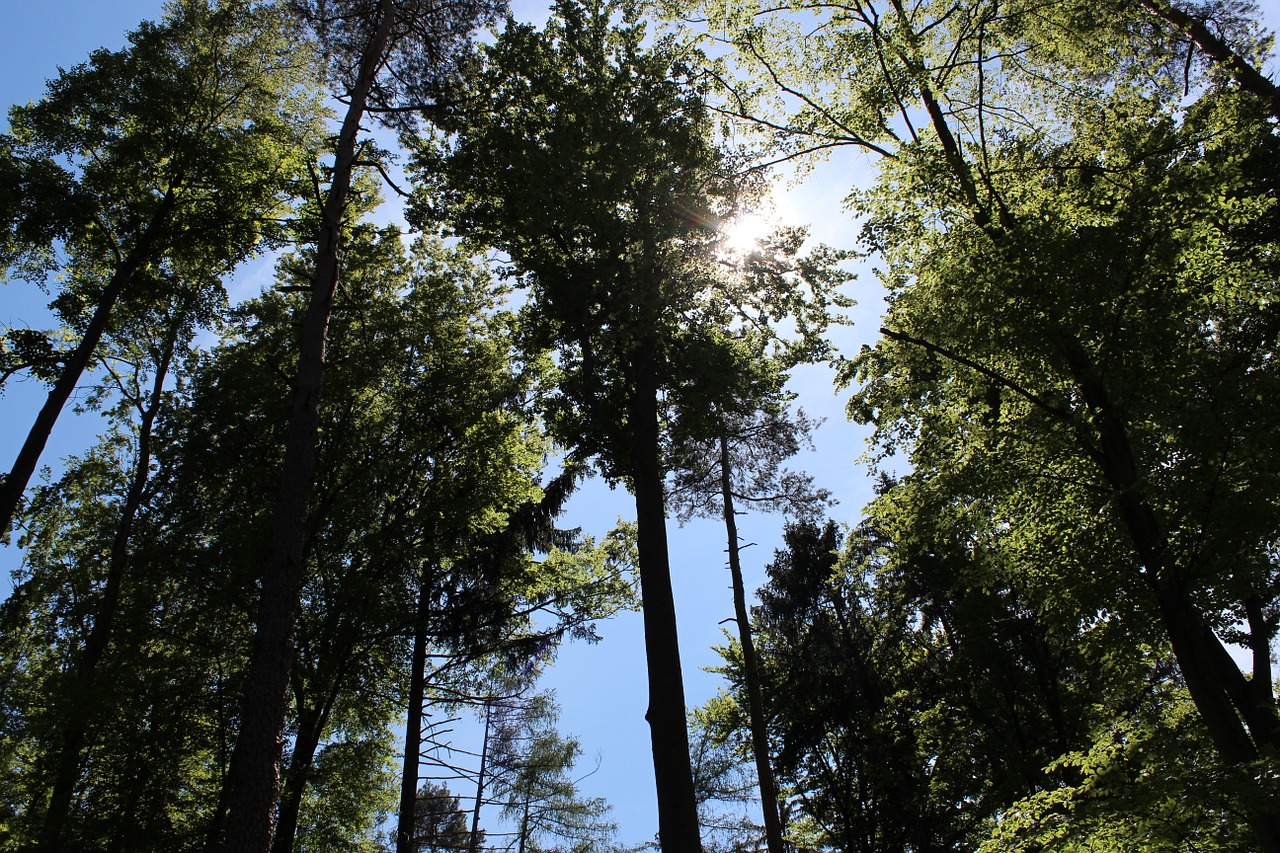 nature forest trees free photo