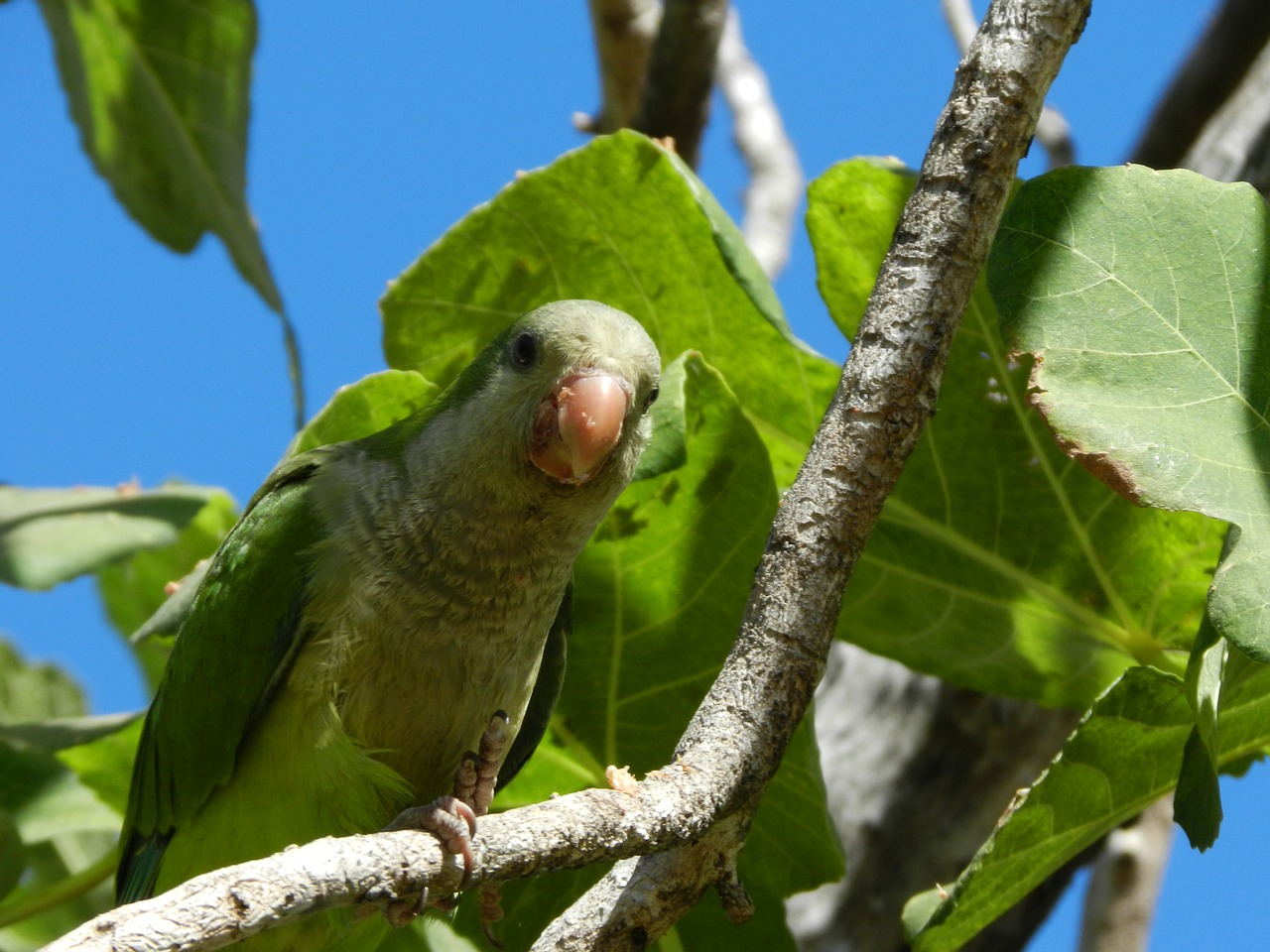 nature birds pappagallo free photo