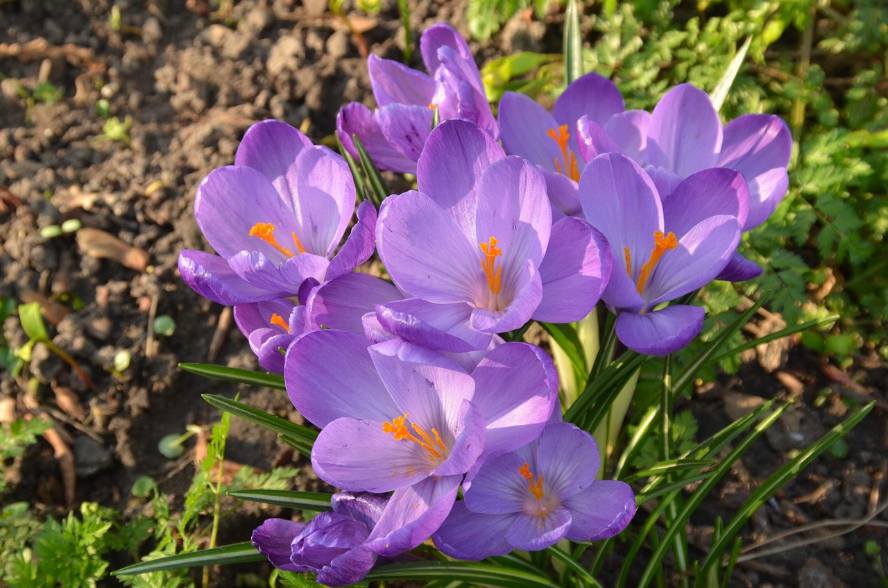 nature flower crocus free photo