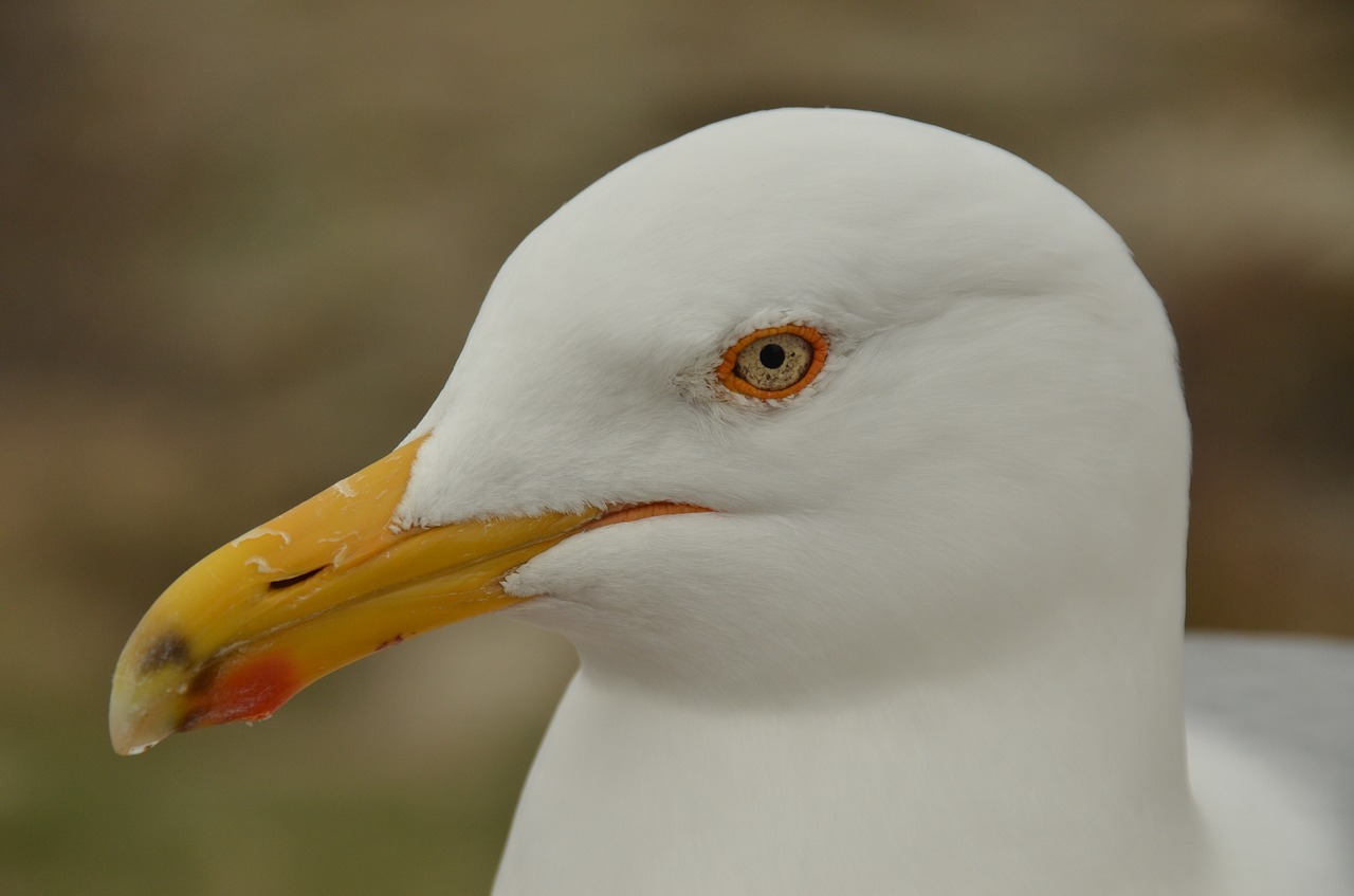 nature bird seagull free photo