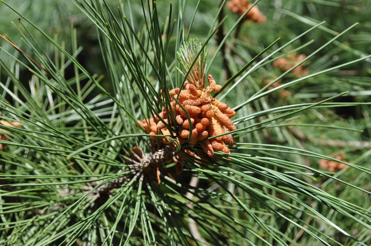 nature pinecone pine free photo